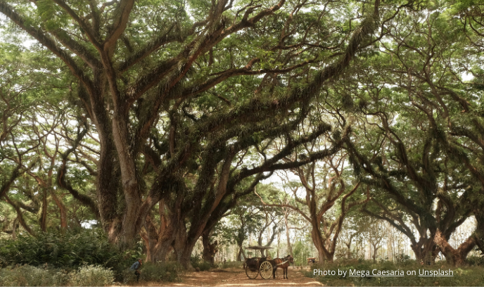 Paket Wisata Banyuwangi